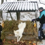 advent-194