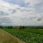 farni-den-066
