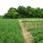 farni-den-2011-054