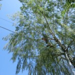 farni-den-sitborice-078