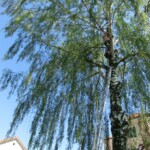 farni-den-sitborice-081