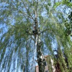 farni-den-sitborice-085