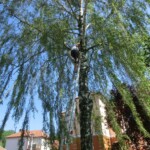 farni-den-sitborice-090