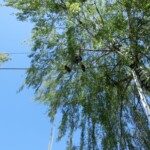 farni-den-sitborice-094