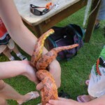 farni-den-sitborice-118