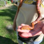 farni-den-sitborice-154