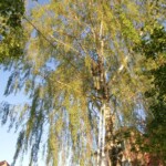 farni-den-sitborice-276