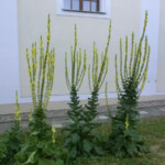 hody-nikolcice-2013-009