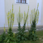 hody-nikolcice-2013-009