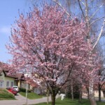 img_k1a.jpg