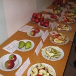 jablecne-slavnosti32