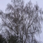 kalousove01