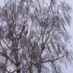 kalousove02