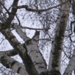 kalousove05