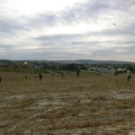 kastany-a-drakiada-026