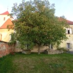 lazanky-042