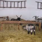 pranaf-2009-099.jpg