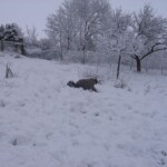 pranaf-2009-167.jpg