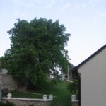 ranni-probuzeni005.jpg