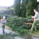 rezani-vanocnich-stromu-01