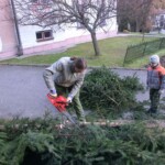 rezani-vanocnich-stromu-02