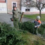 rezani-vanocnich-stromu-03