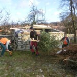 rezani-vanocnich-stromu-05