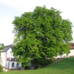 staveni-maje-2011-09