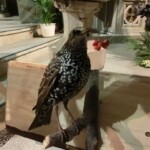 svatohubertska-mse-svata-038