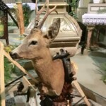 svatohubertska-mse-svata-040