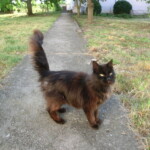 taborak-nikolcice-001