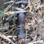 taborak-nikolcice-014