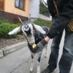 trikralova-sbirka-068