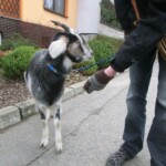 trikralova-sbirka-069