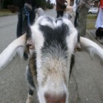 trikralova-sbirka-070