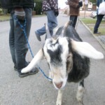 trikralova-sbirka-071