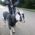 trikralovka-2013-075