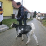 trikralovka-2013-082