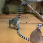 vylet-do-zoo-012