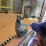 vylet-do-zoo-013
