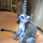 vylet-do-zoo-014