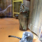 vylet-do-zoo-015