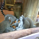vylet-do-zoo-019