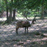 vylet-do-zoo-031