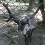 vylet-do-zoo-032