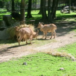 vylet-do-zoo-034