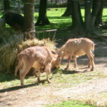 vylet-do-zoo-035