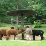 vylet-do-zoo-101