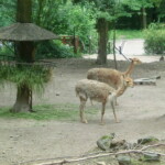 vylet-do-zoo-102