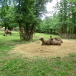 vylet-do-zoo-103
